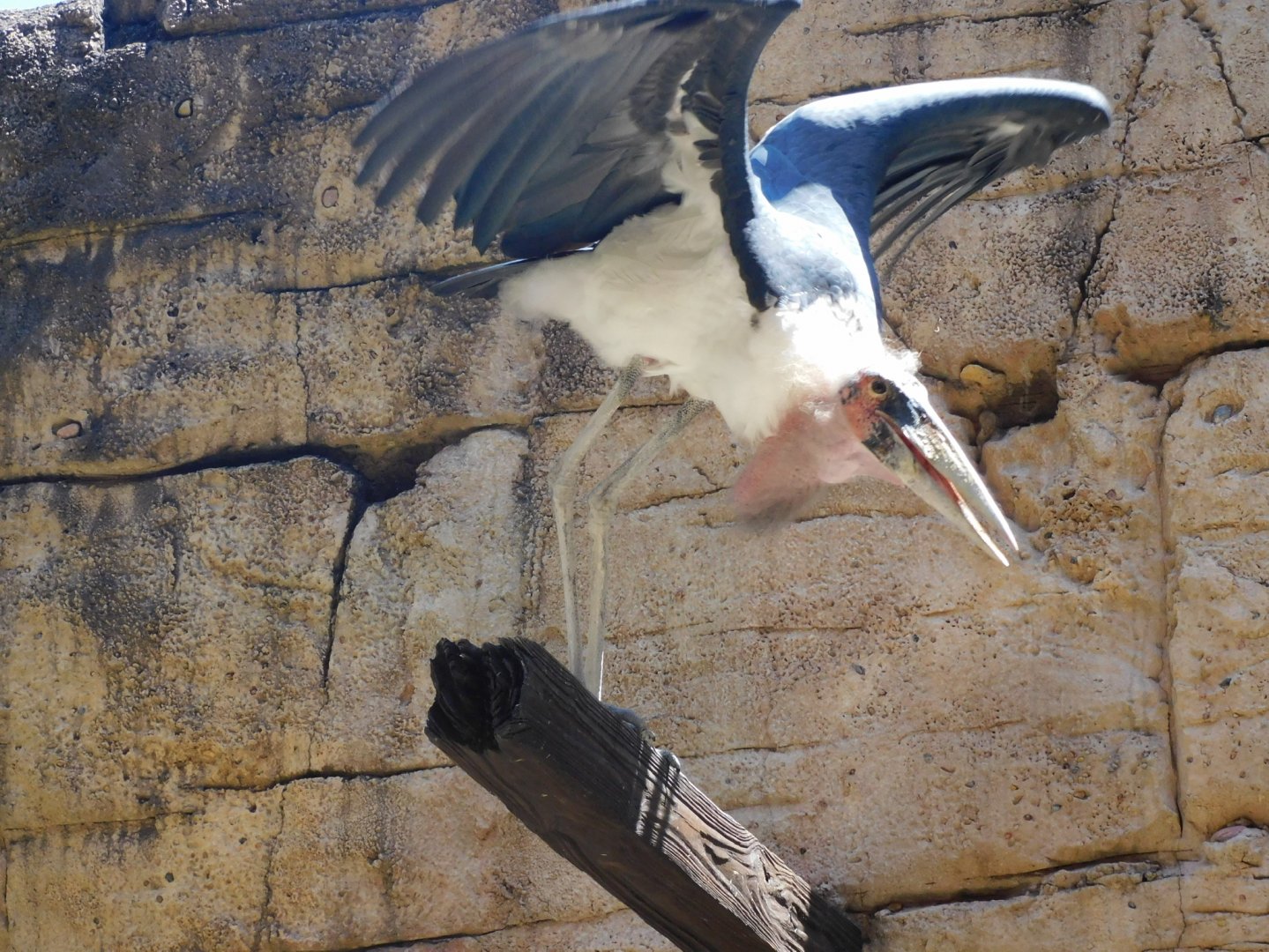 marabou stork