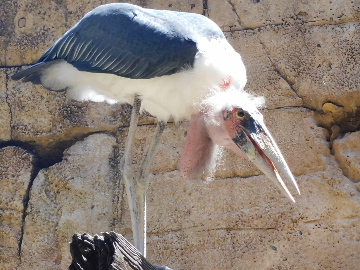 marabou stork