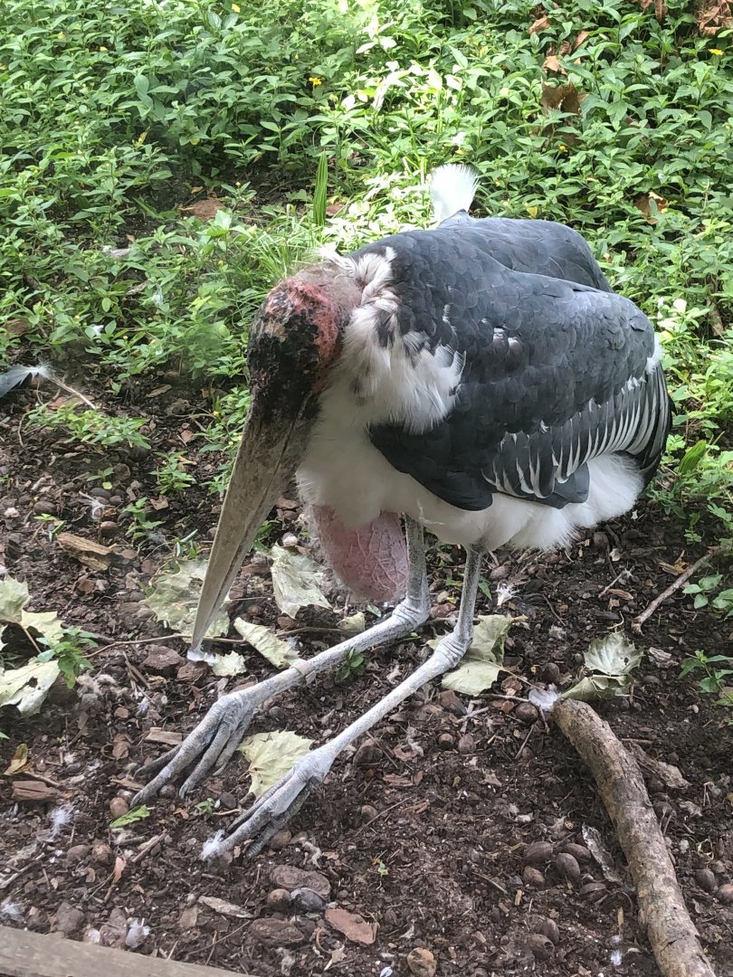 Marabou stork