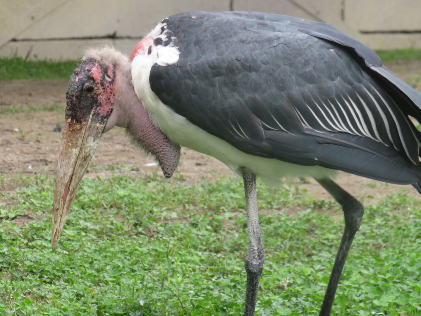 Marabou stork