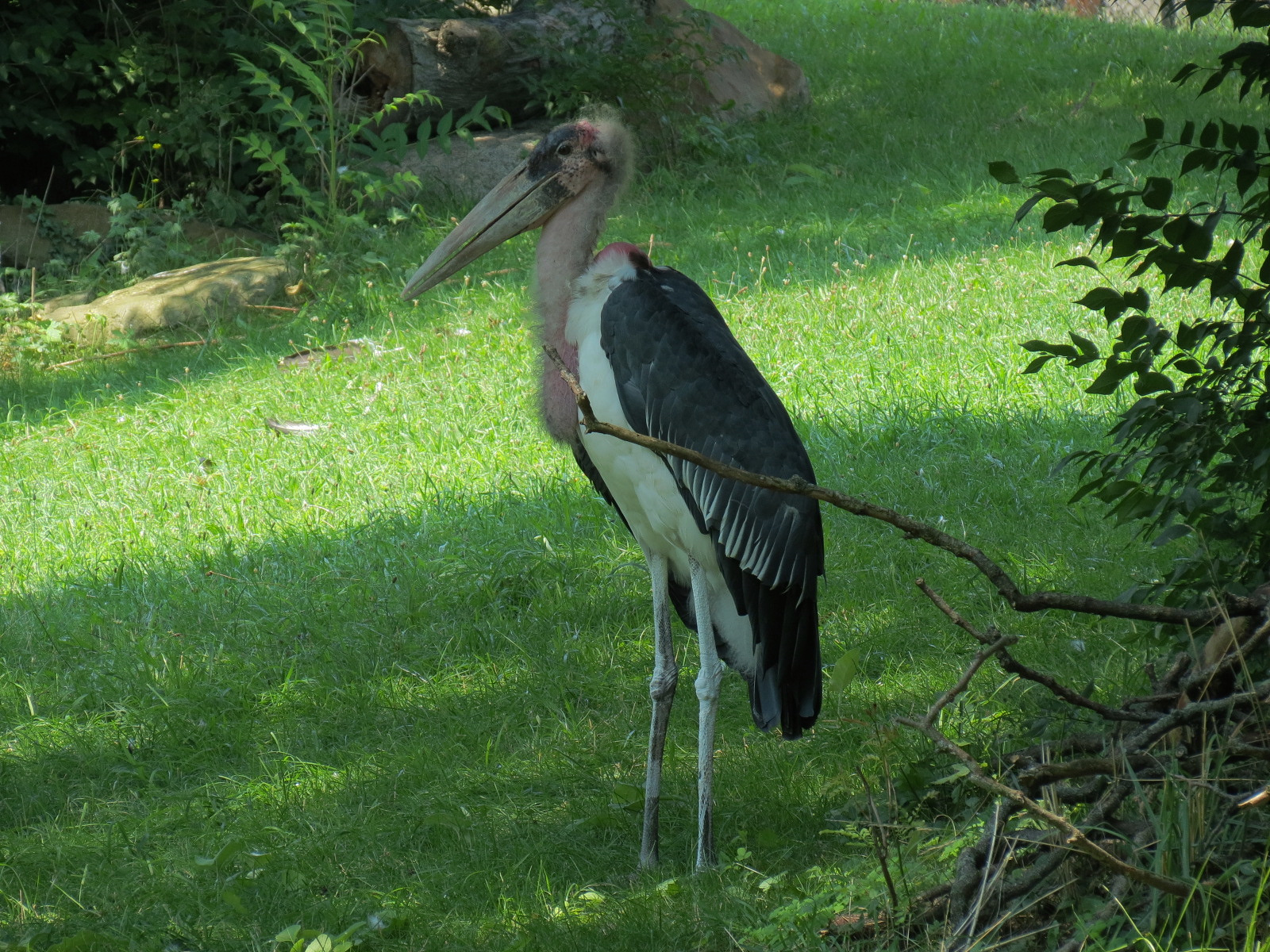 Marabou Stork
