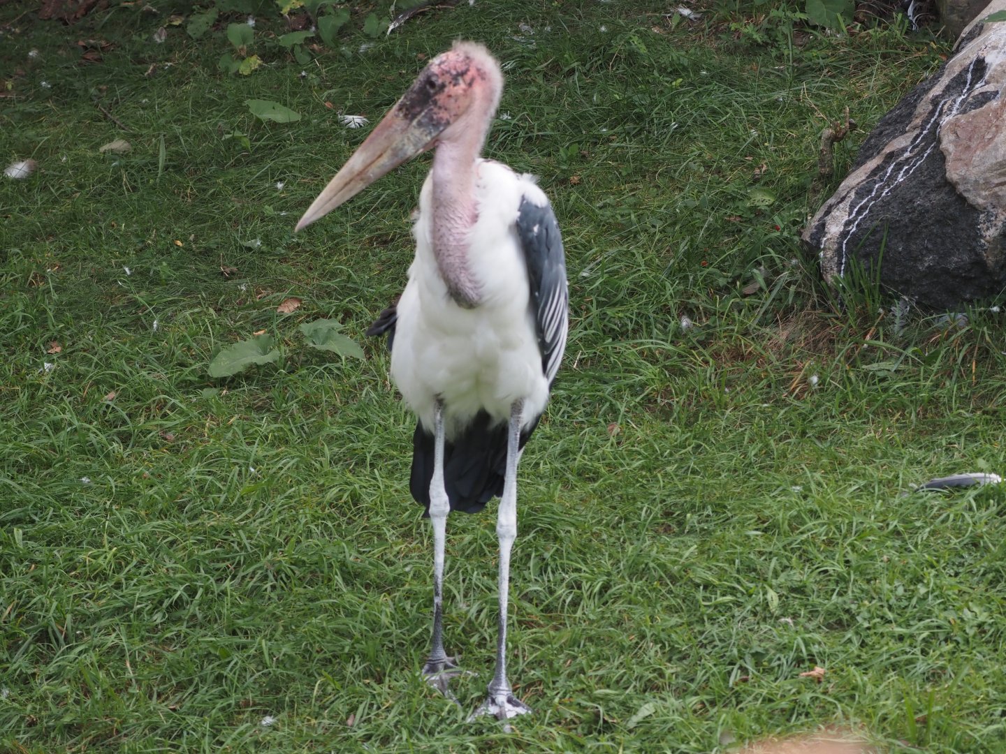 Marabou stork