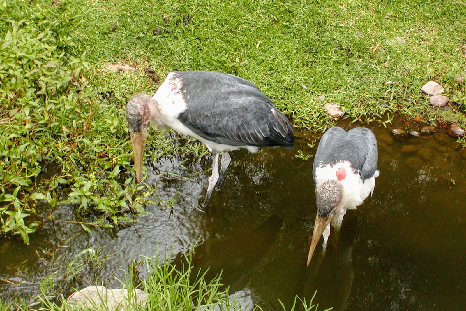 Marabou Stork