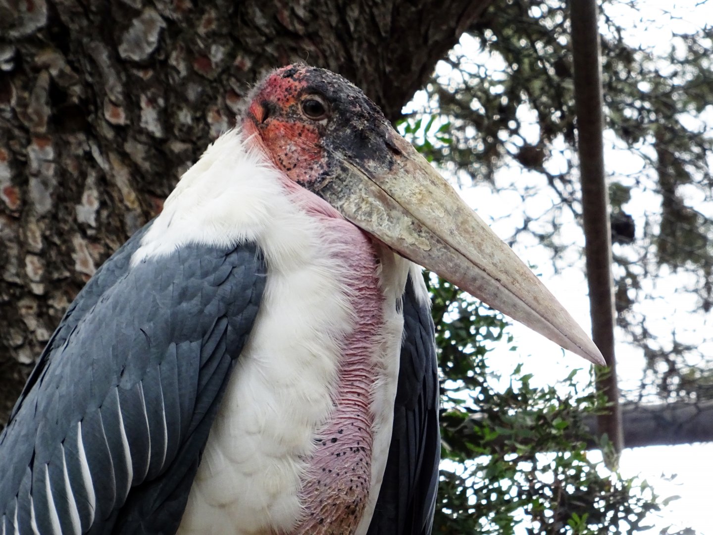 Marabou Stork