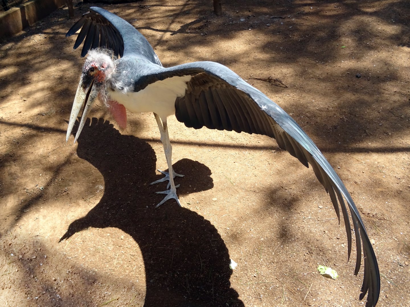 Marabou Stork