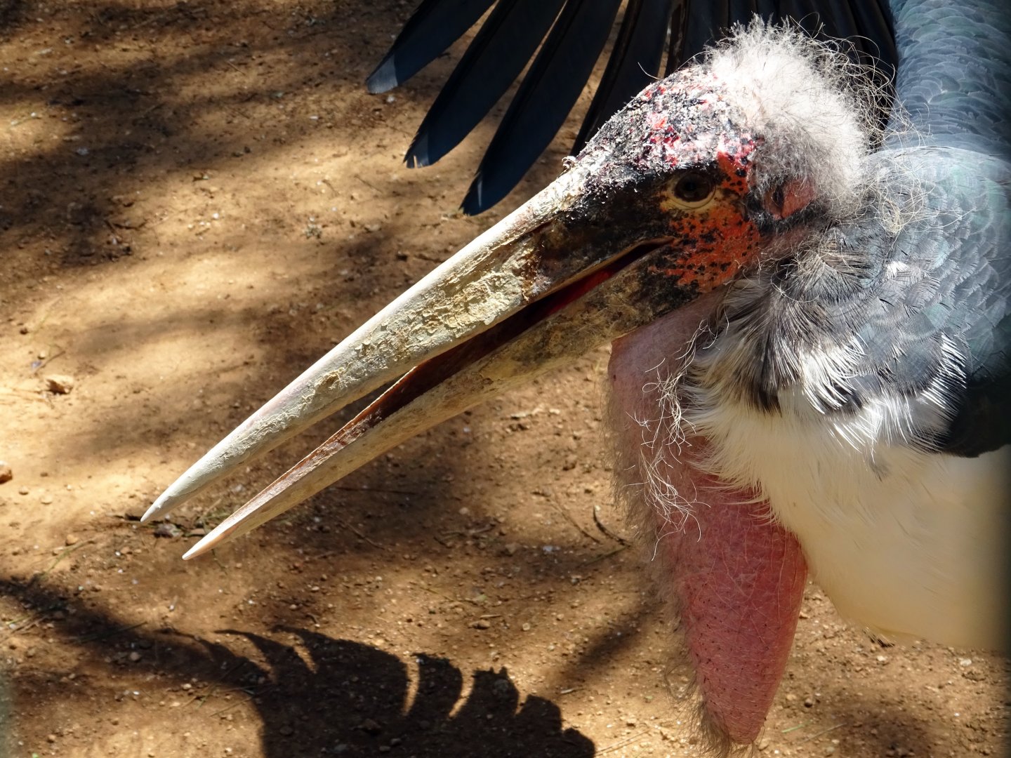 Marabou Stork