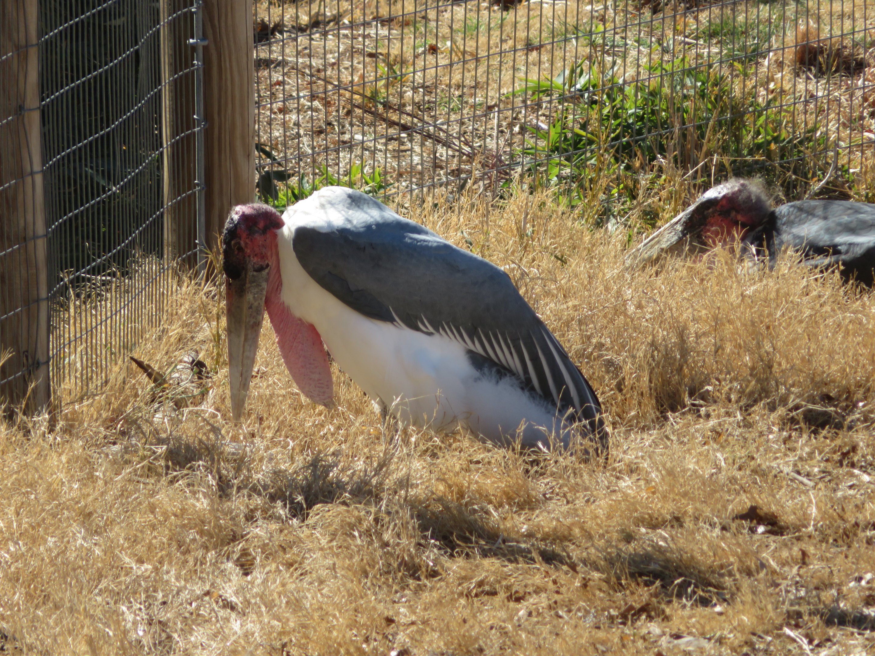 Marabou Stork