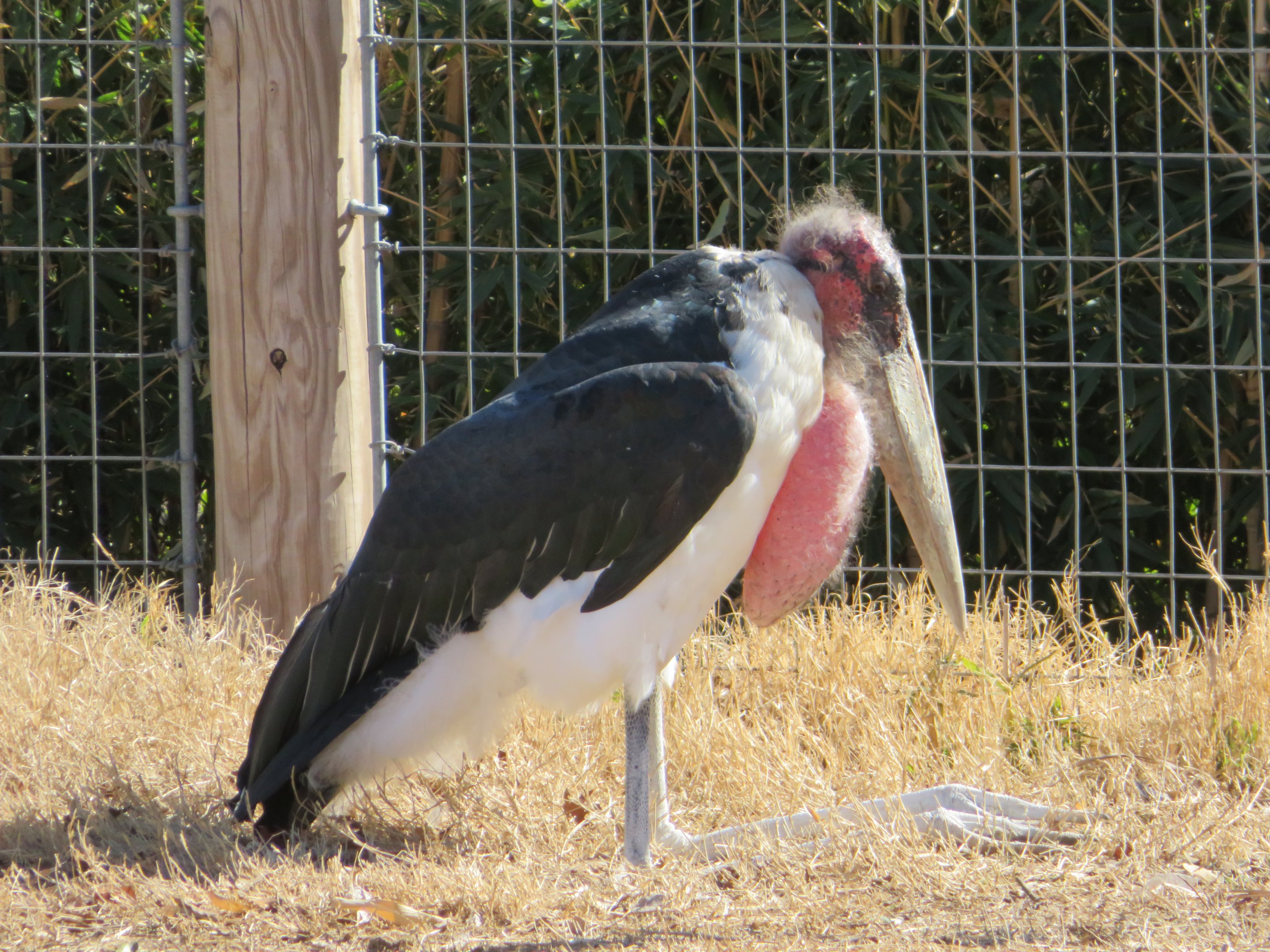 Marabou Stork