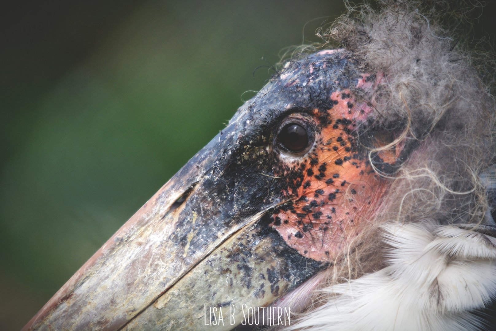 marabou stork