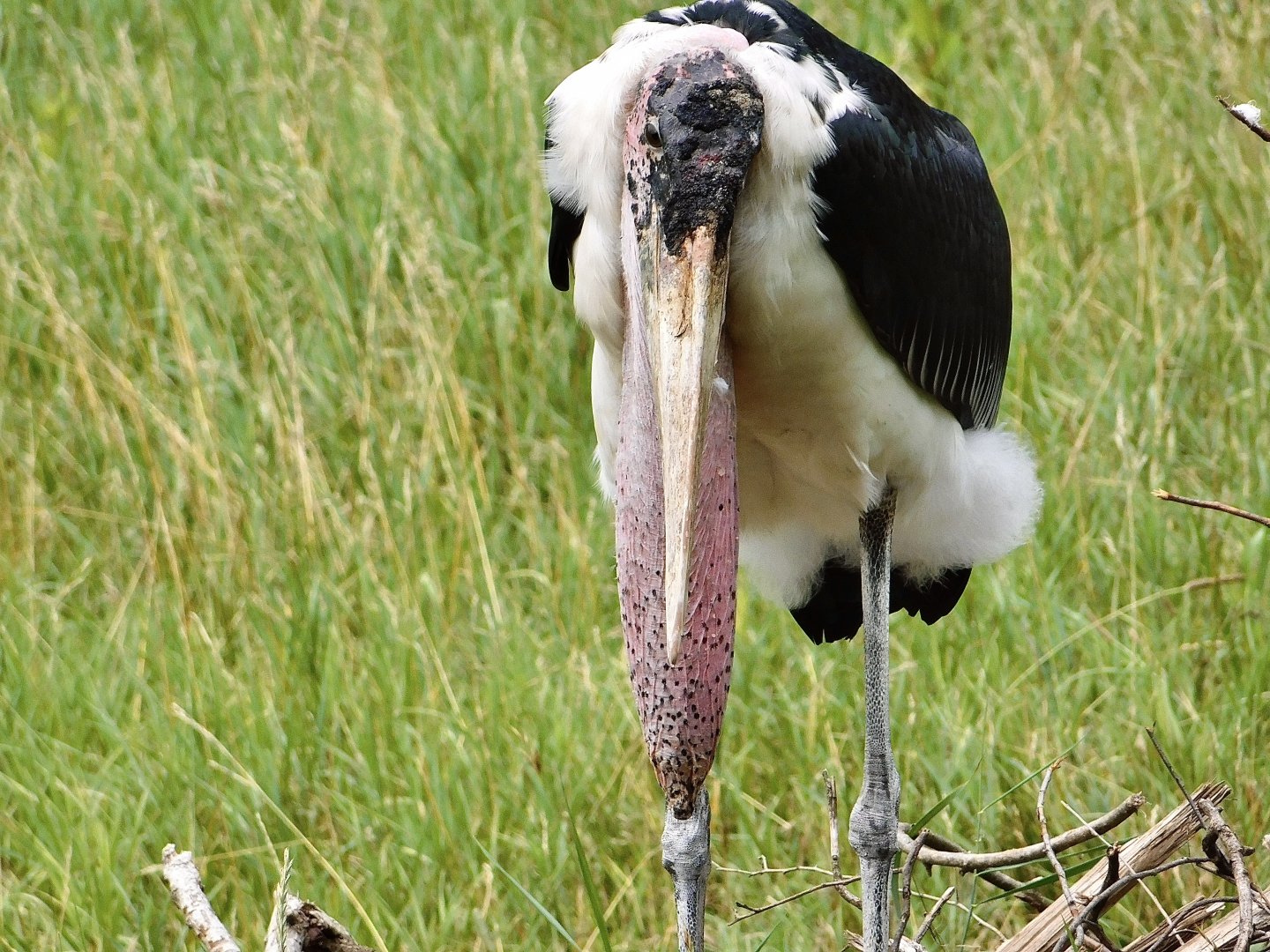 Marabou Stork