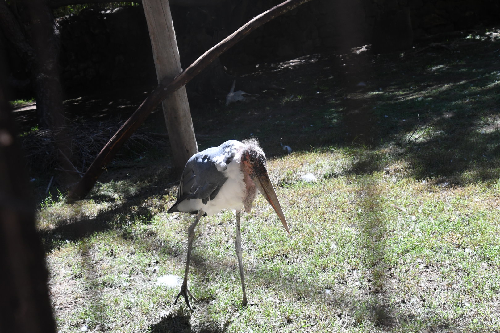 Marabou Stork