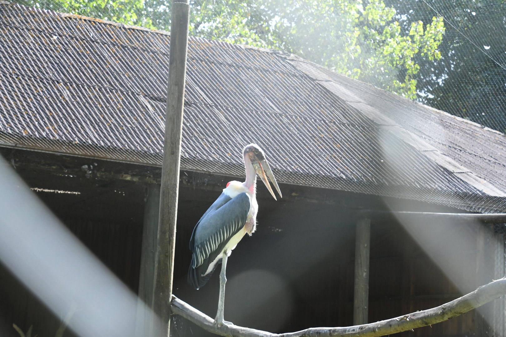 Marabou Stork