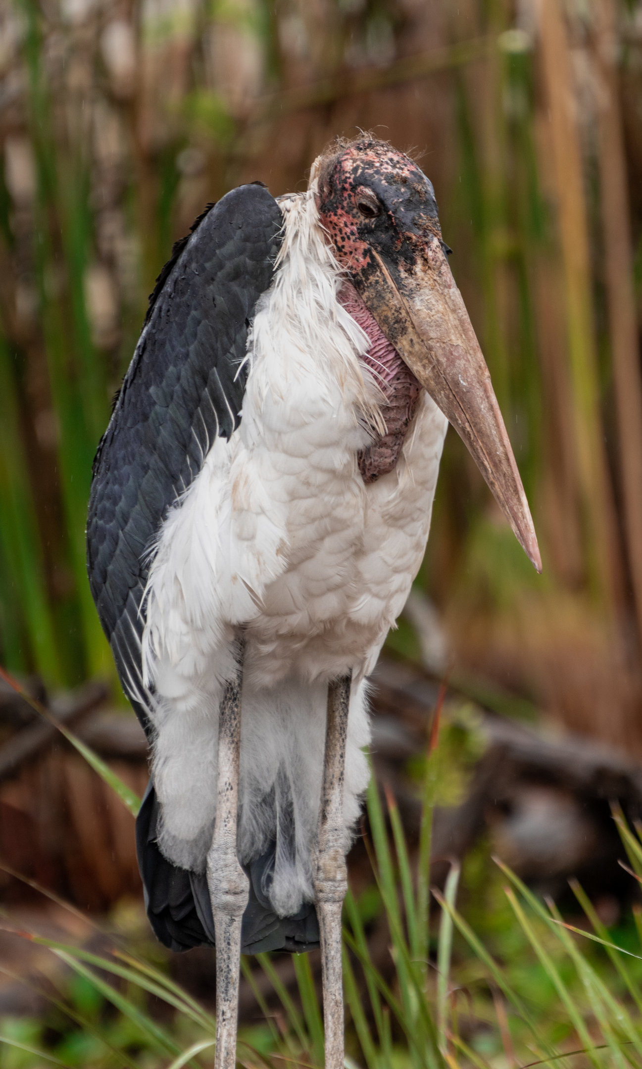 Marabou Stork