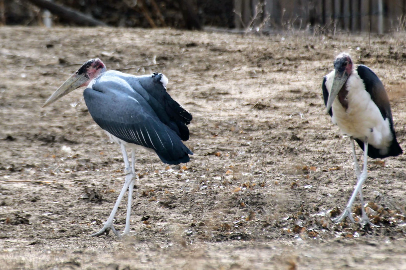 Marabou Stork
