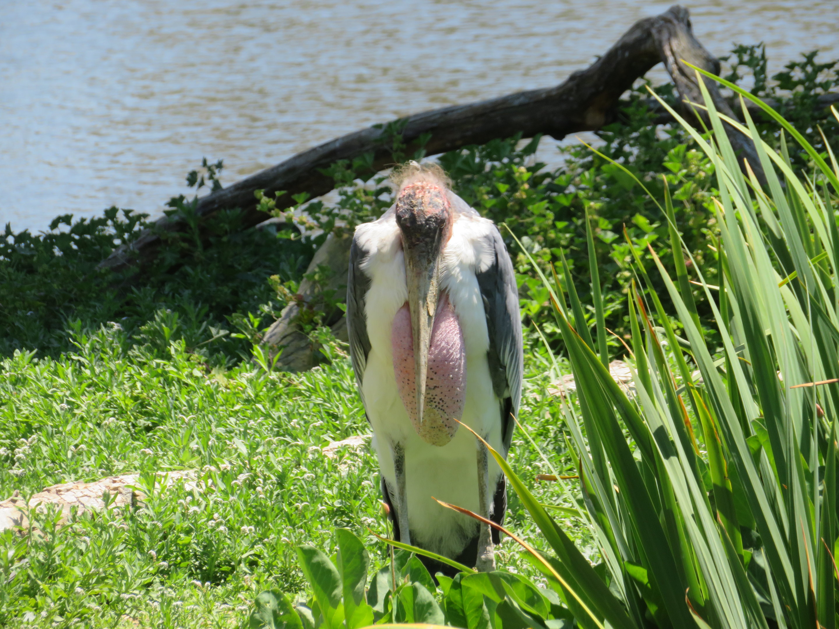 Marabou Stork