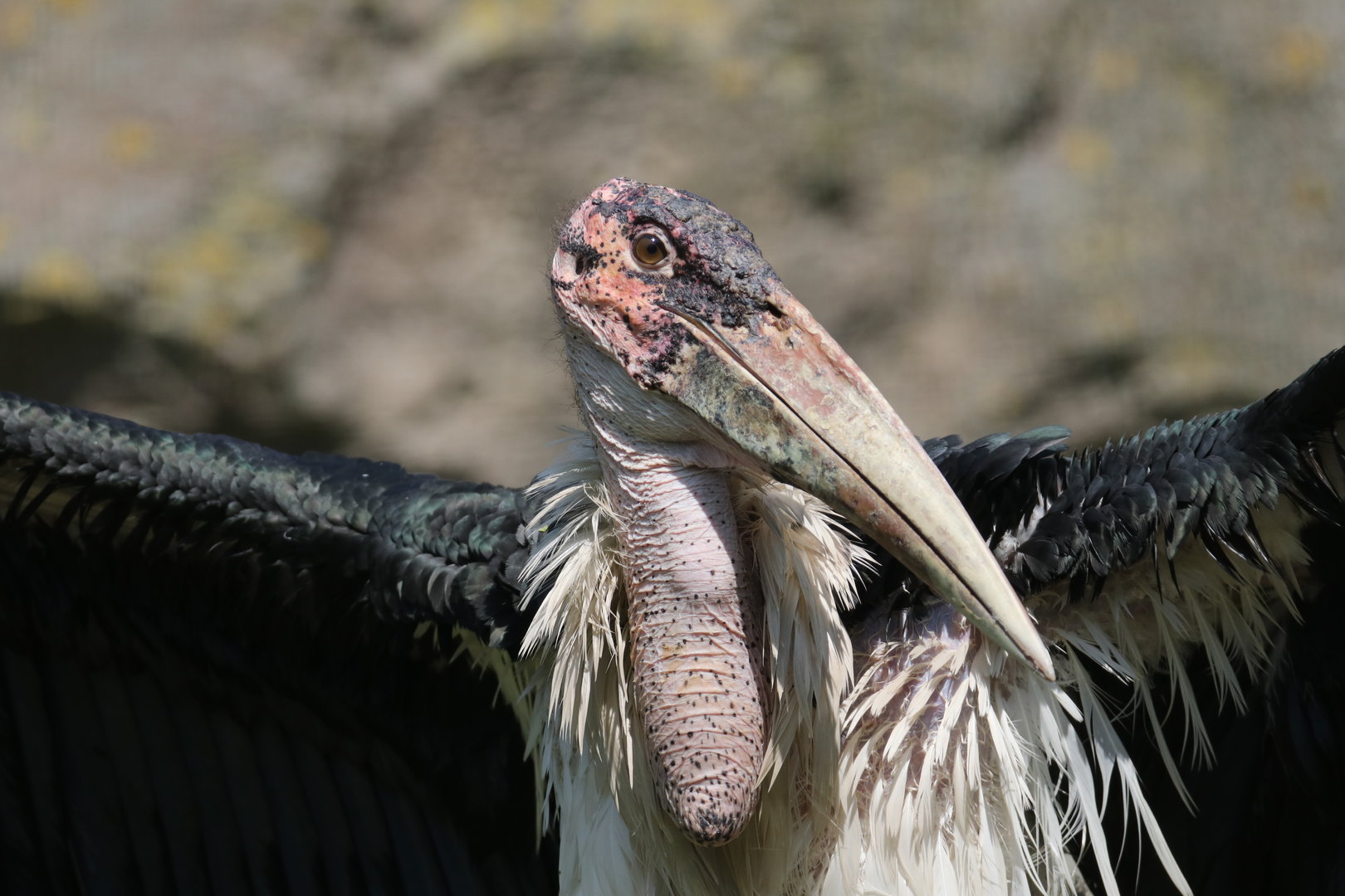 Marabou stork