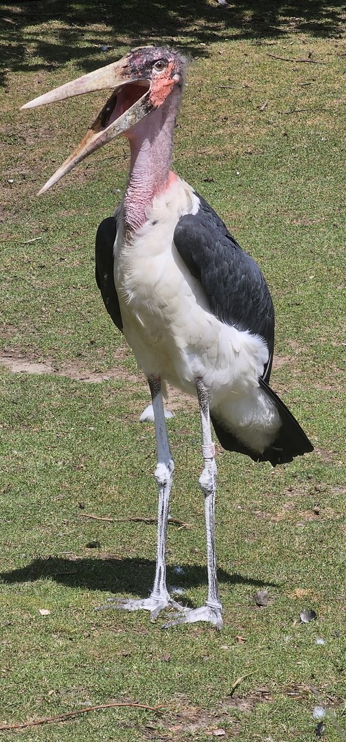 Marabou stork