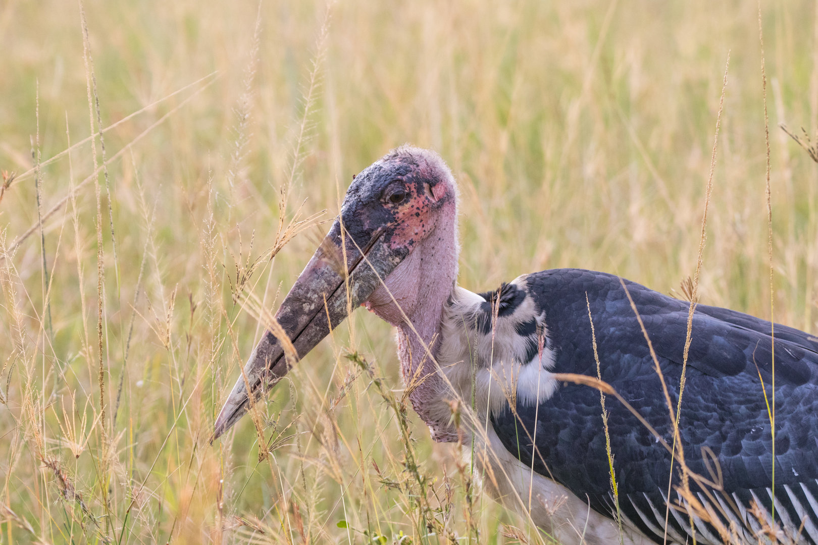 Marabou Stork