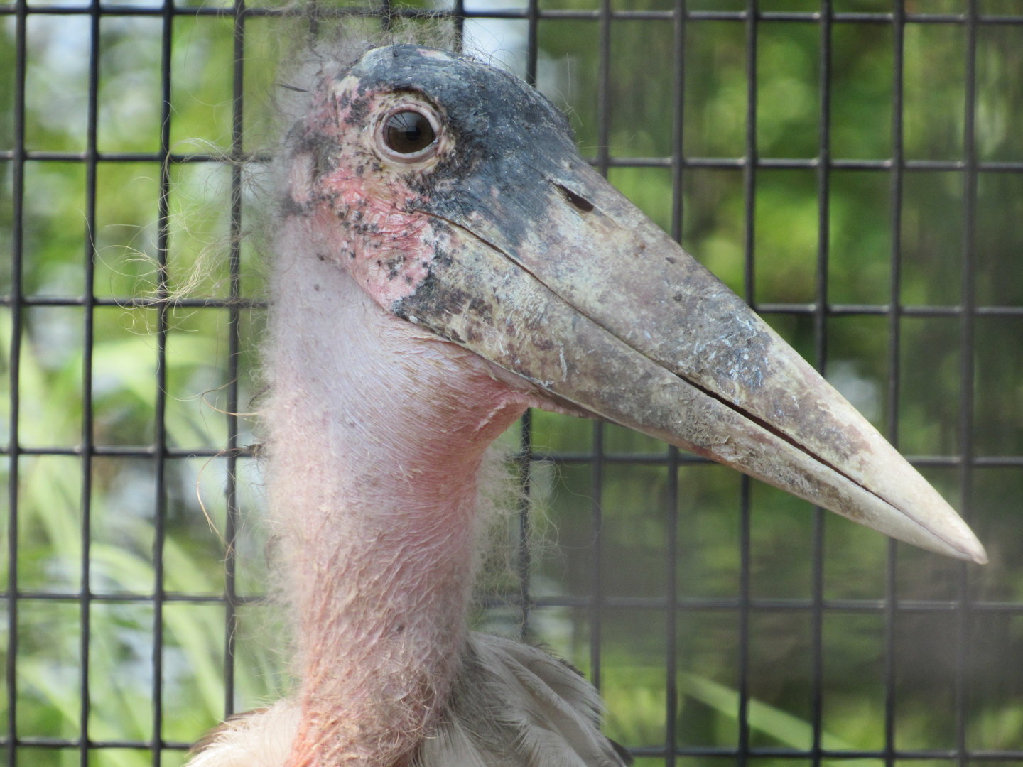 Marabou Stork