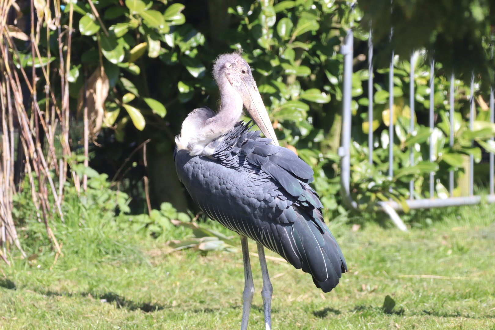 Marabou Stork