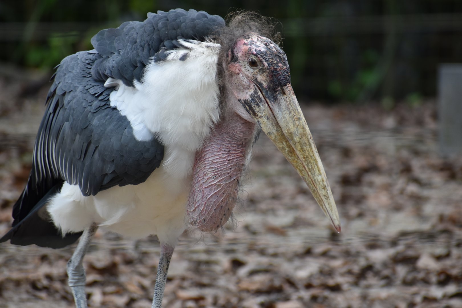 Marabou Stork