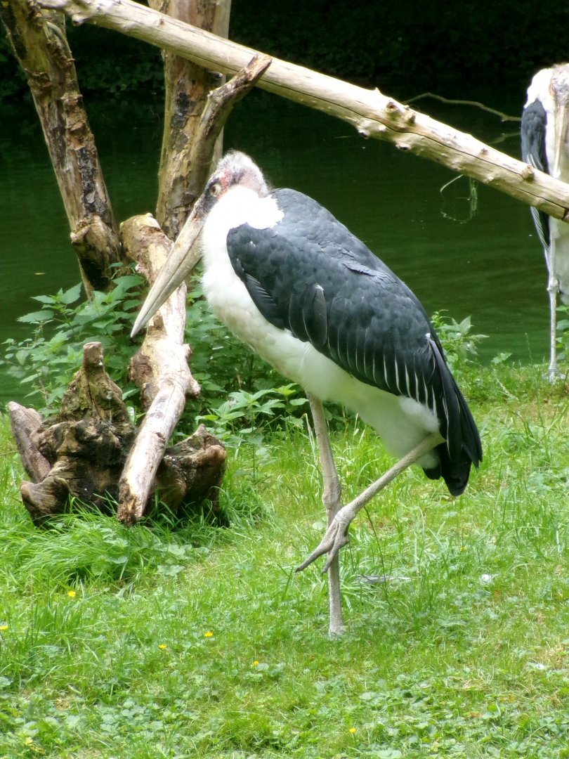 Marabou stork