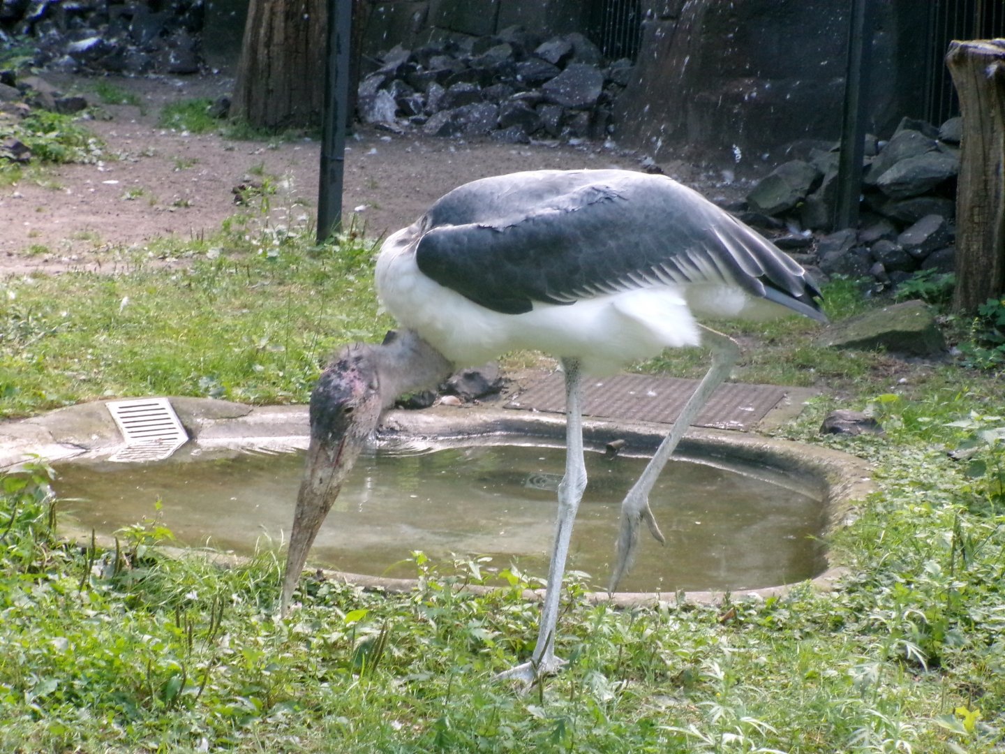 Marabou stork