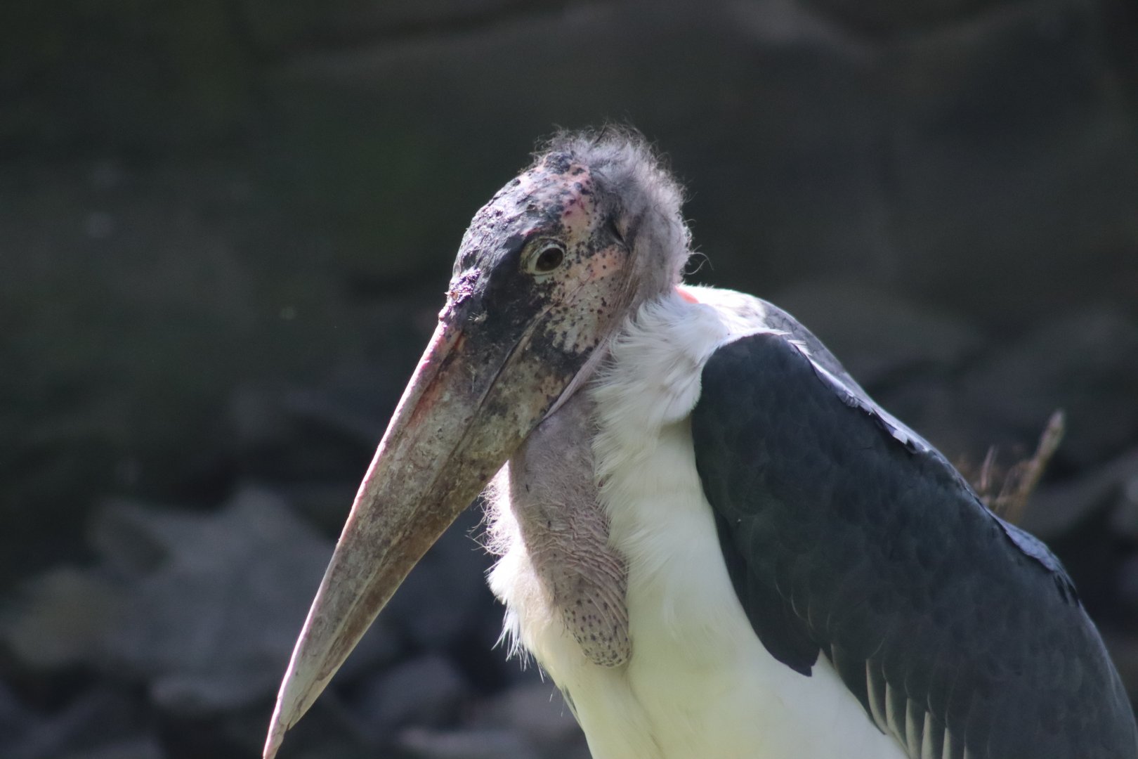 Marabou Stork