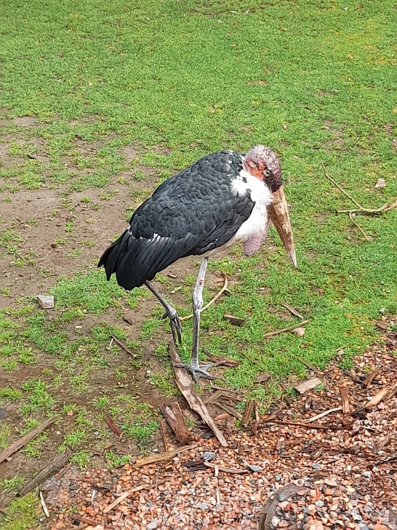 Marabou Stork