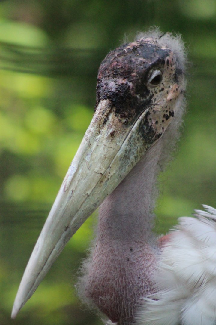 Marabou Stork