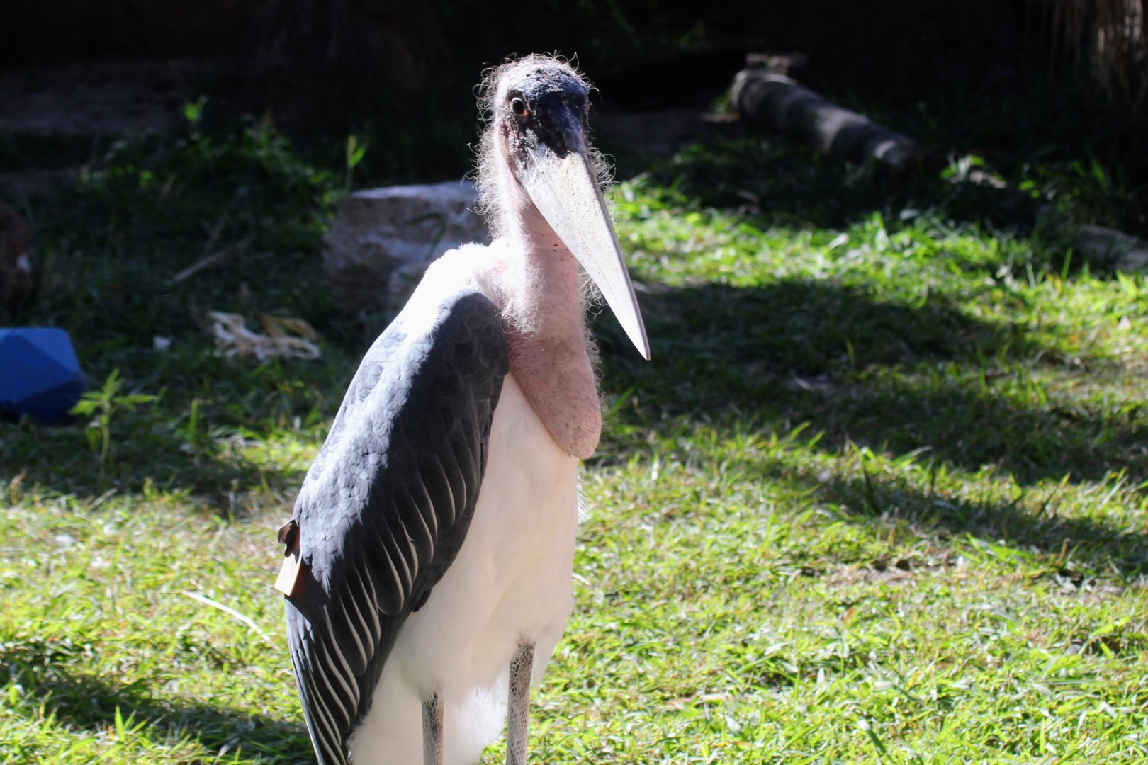 Marabou Stork