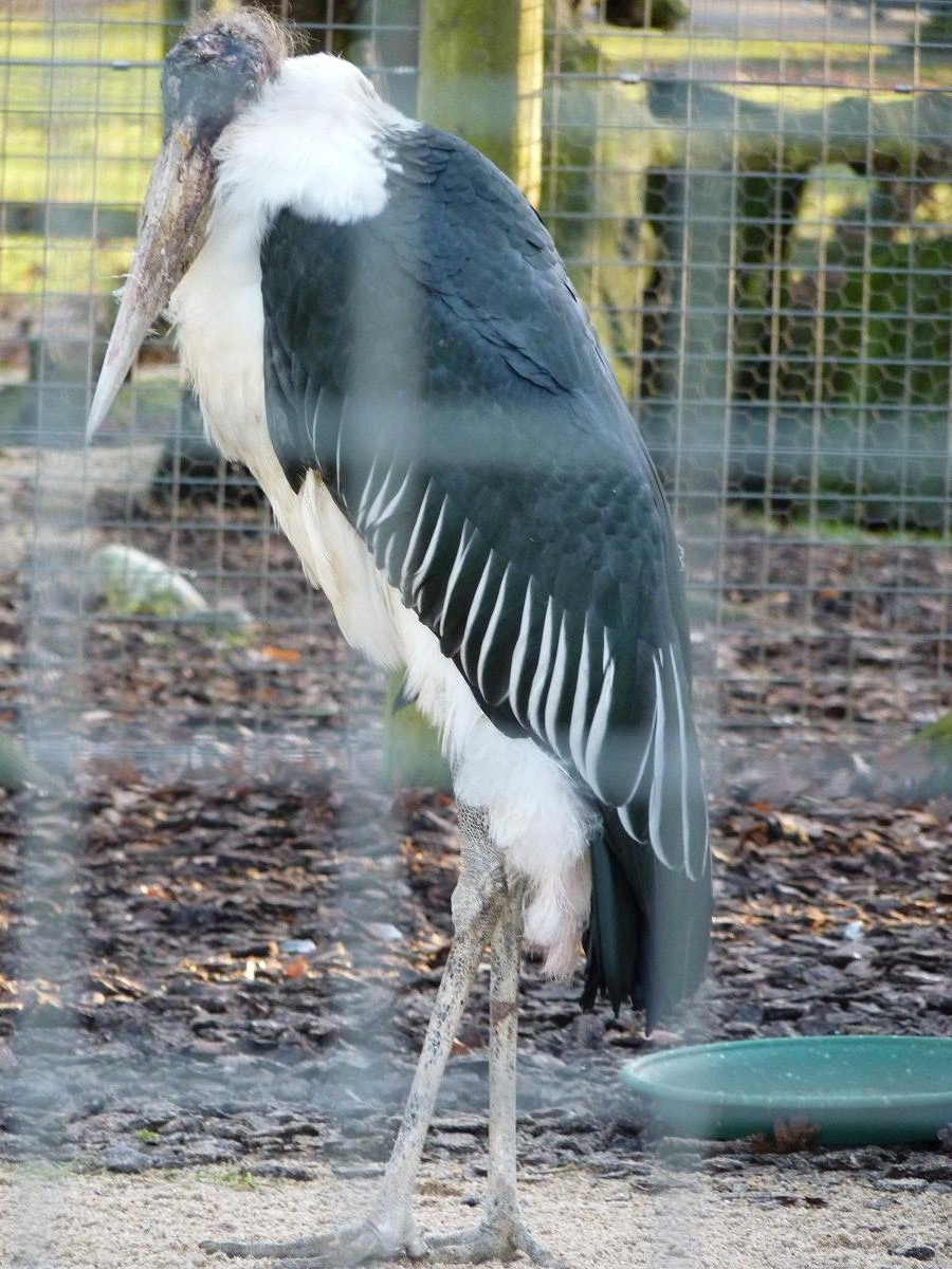 Marabou Stork