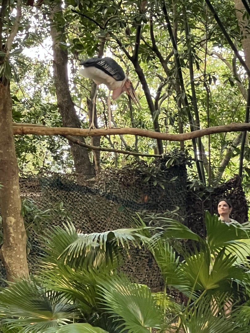 Marabou Stork