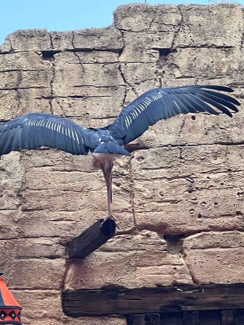 Marabou Stork