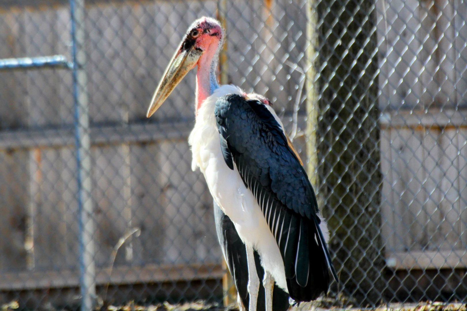 Marabou Stork