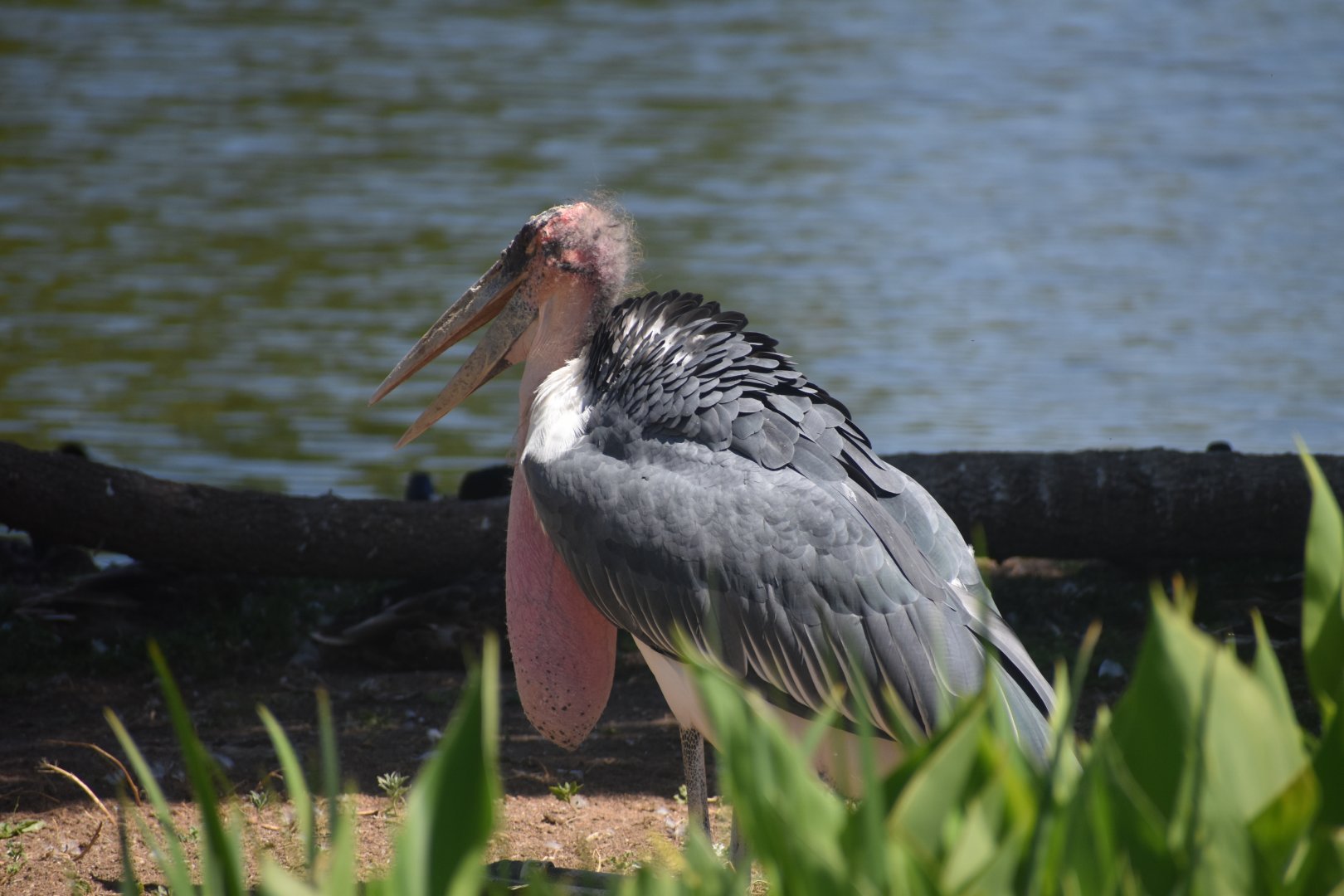Marabou Stork