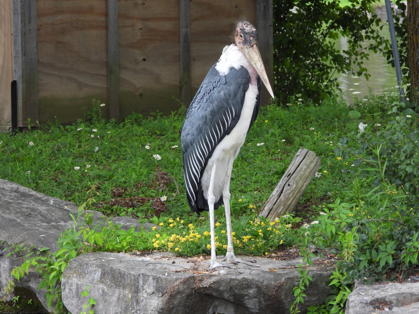 Marabou stork
