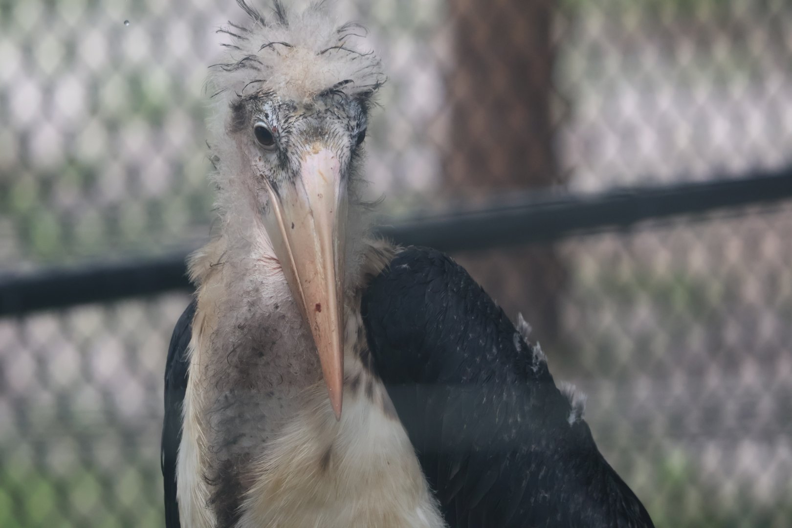 Marabou stork