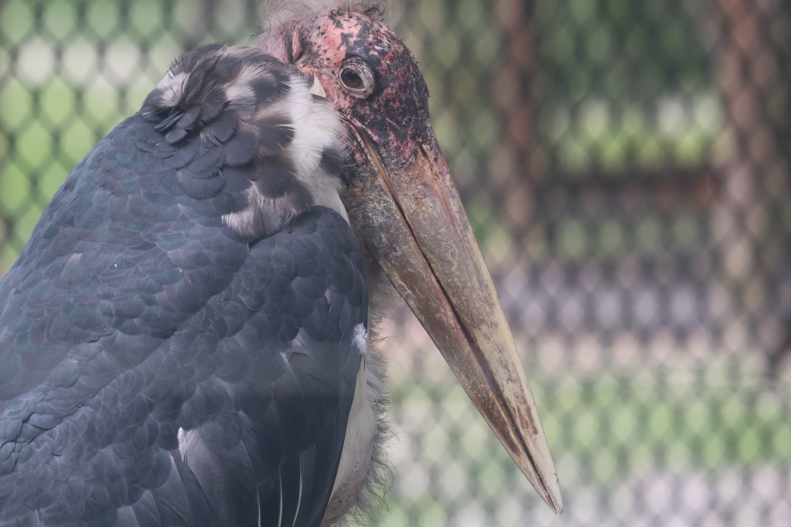 Marabou stork