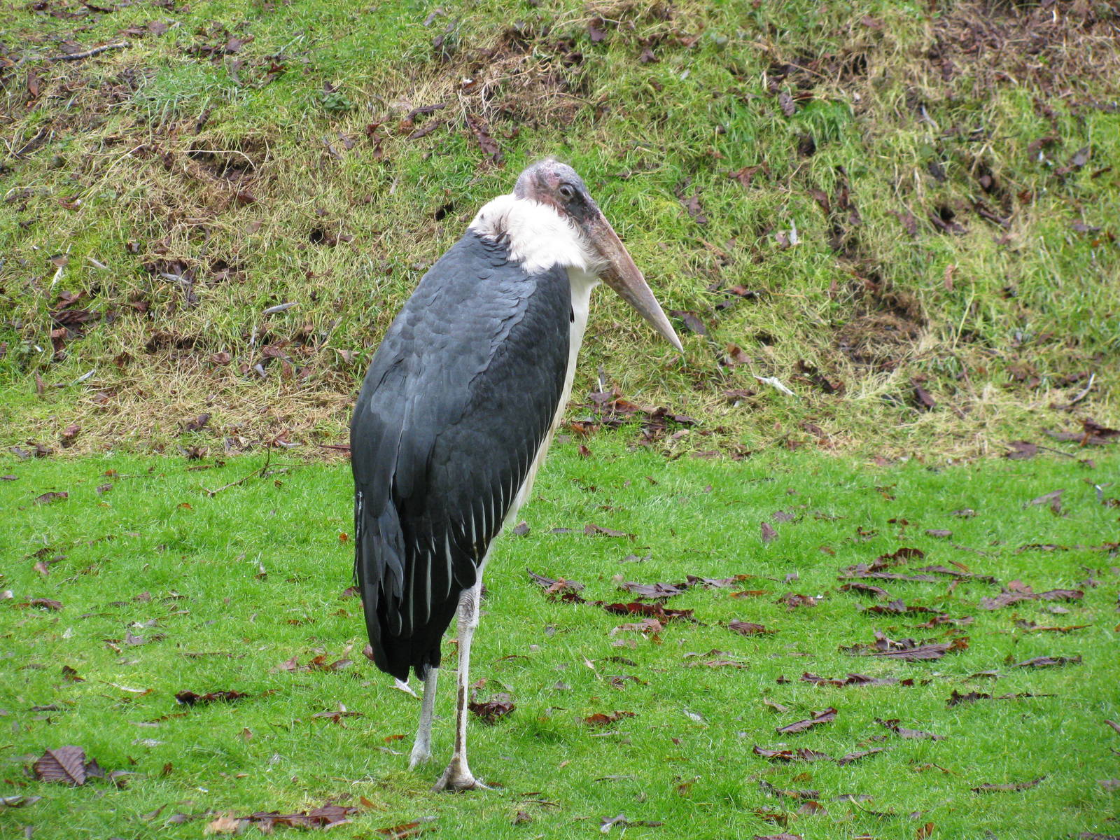 Marabou Stork