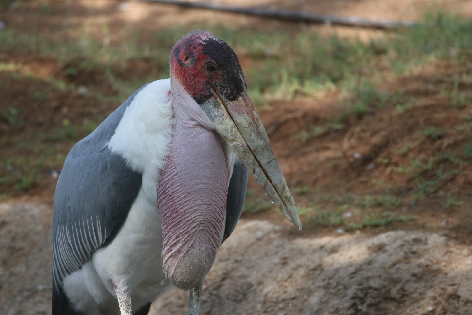 Marabou stork