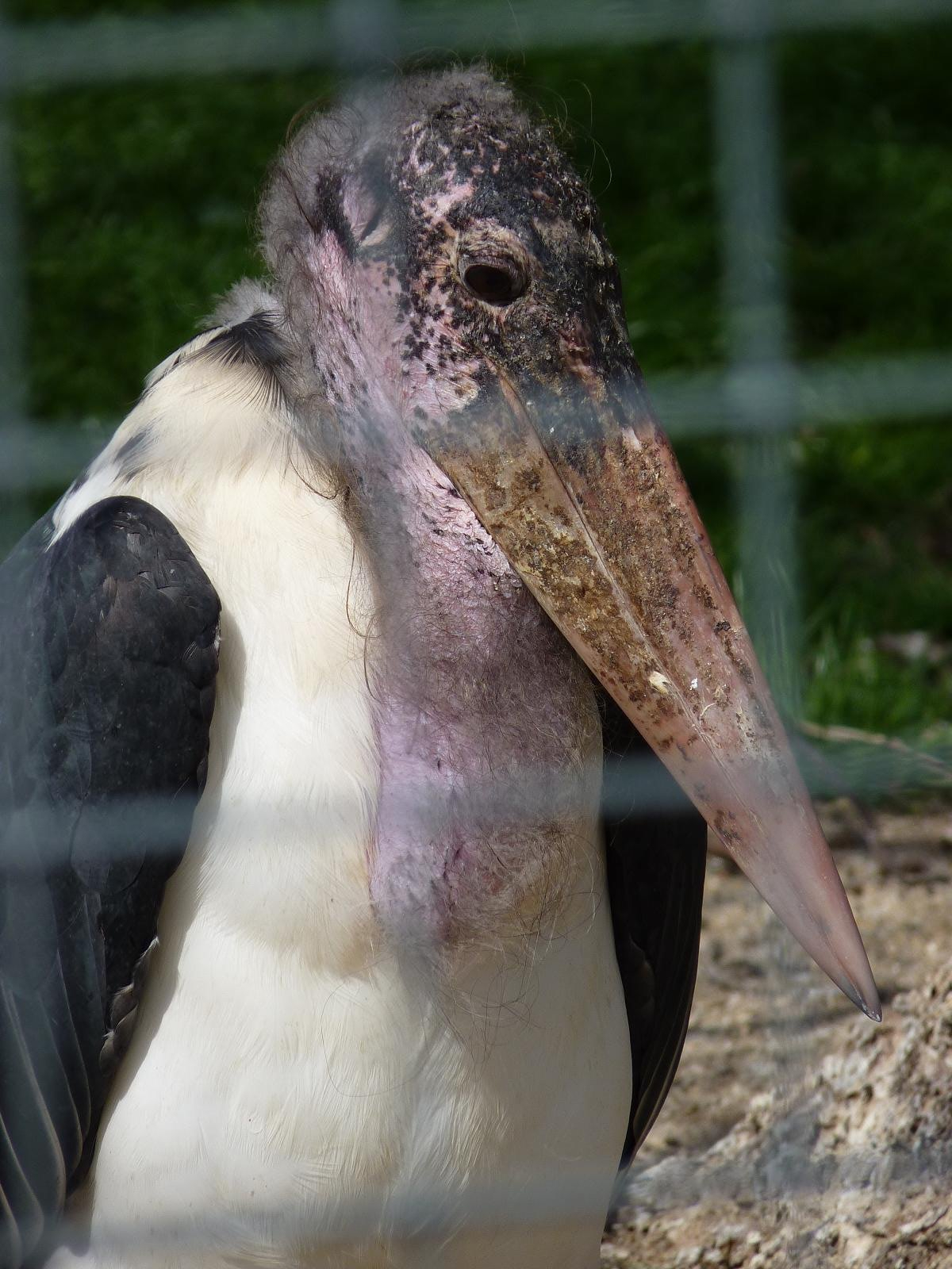 Marabou Stork