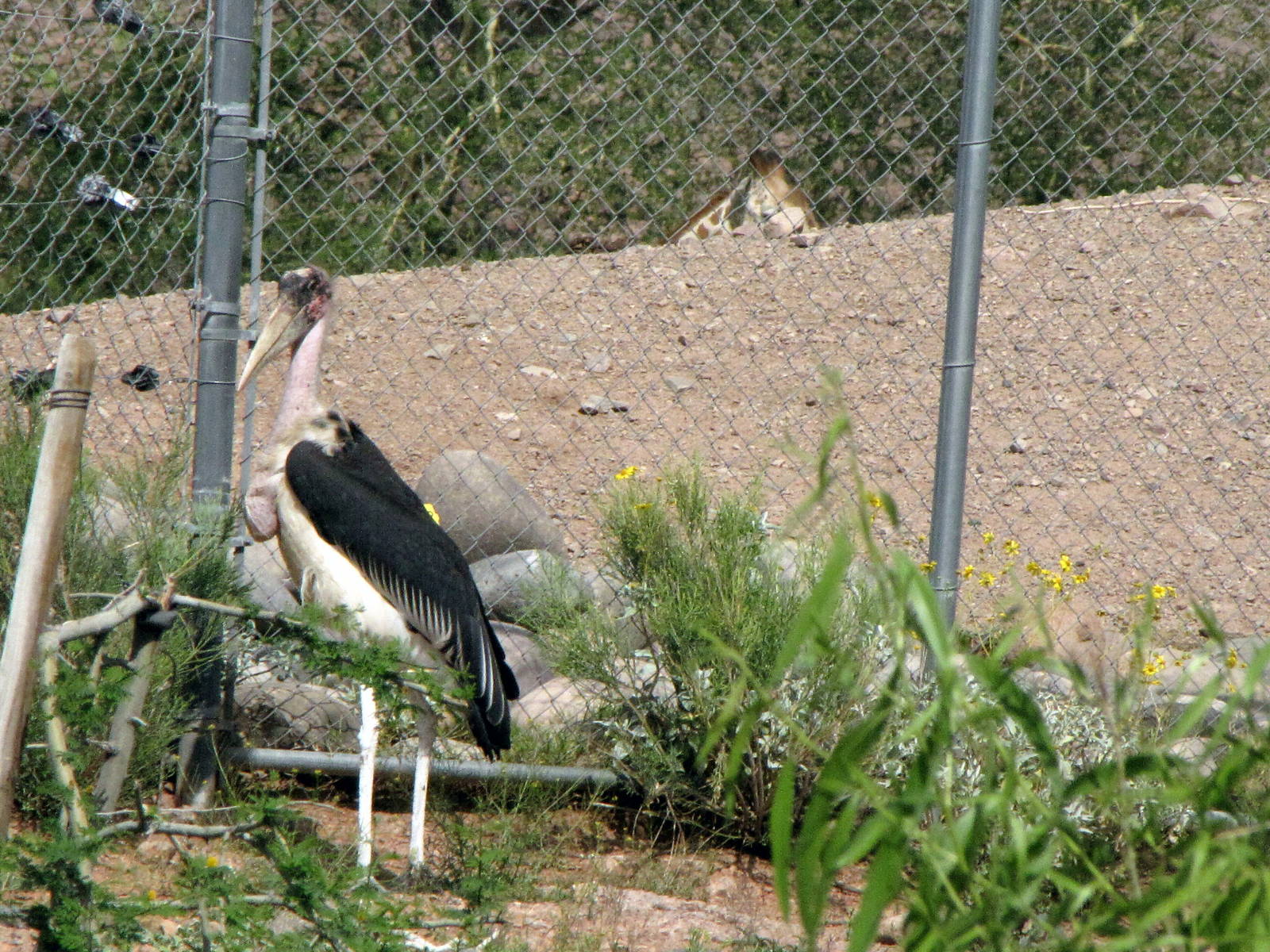 Marabou Stork