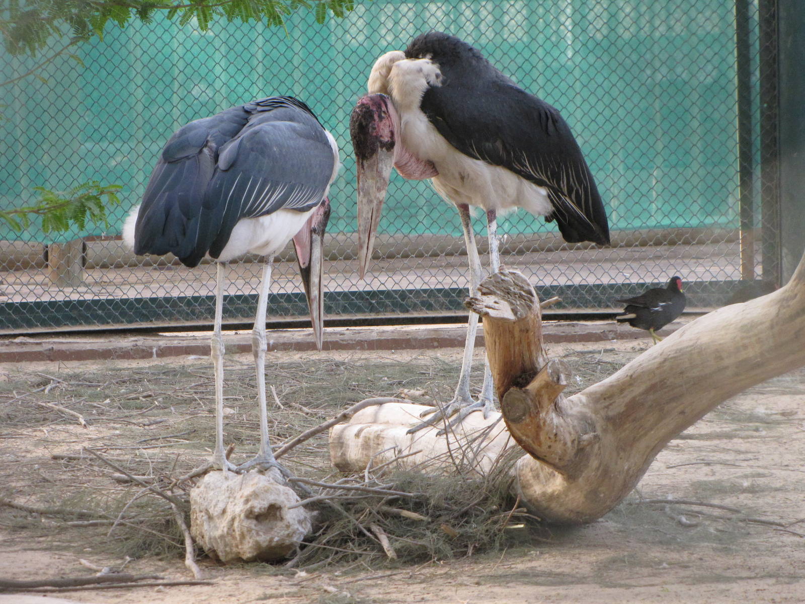 marabou stork