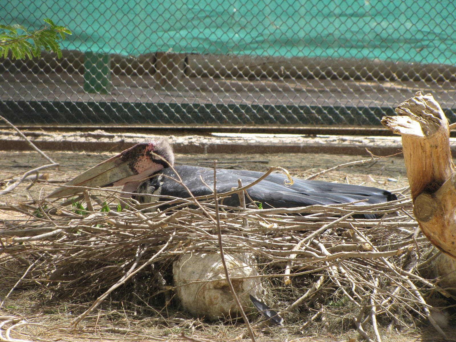 marabou stork