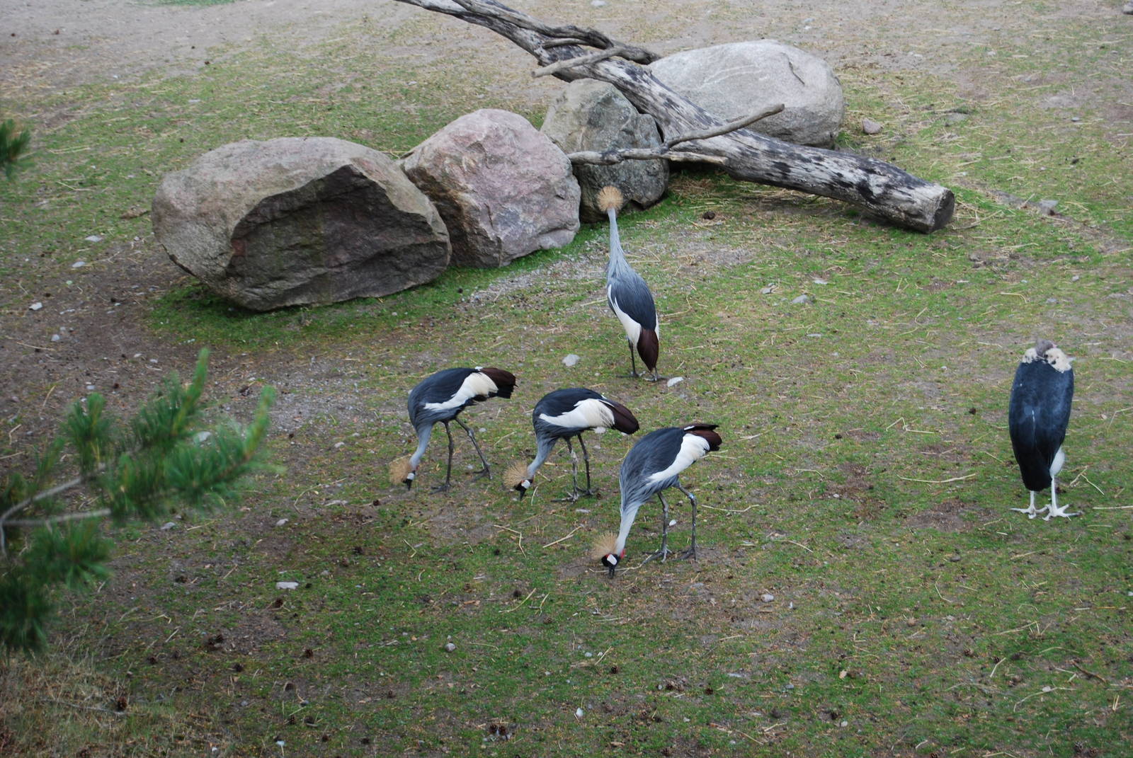 Marabou Storks and Crowned Crane