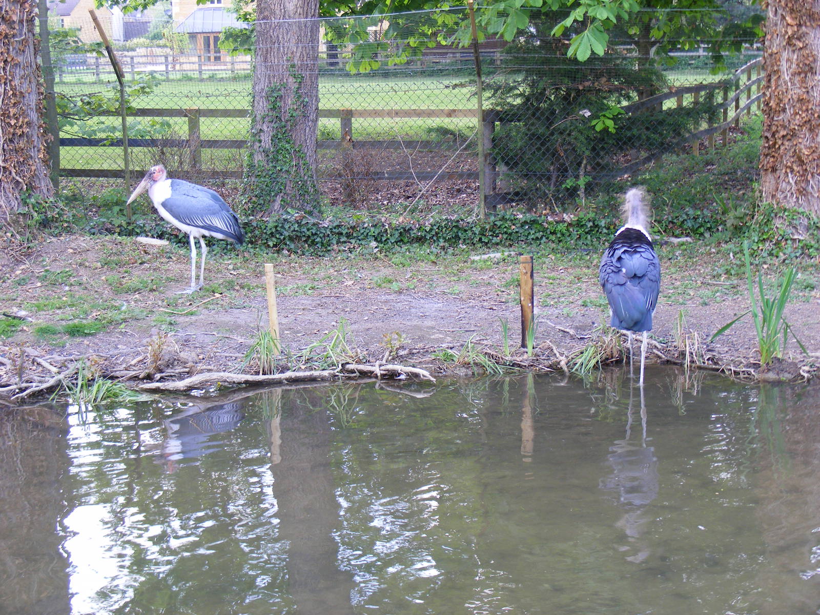 Marabou storks at Birdland, 22 April 2011
