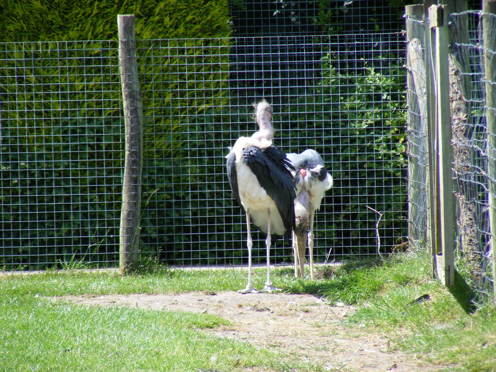 Marabou storks at Birdworld, 20 June 2010