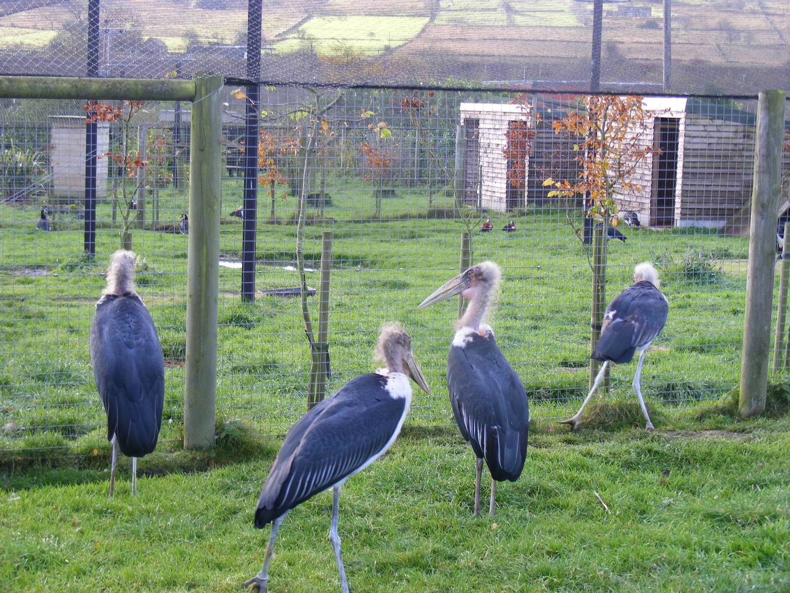 Marabou storks at Blackbrook Zoo, 13 November 2010