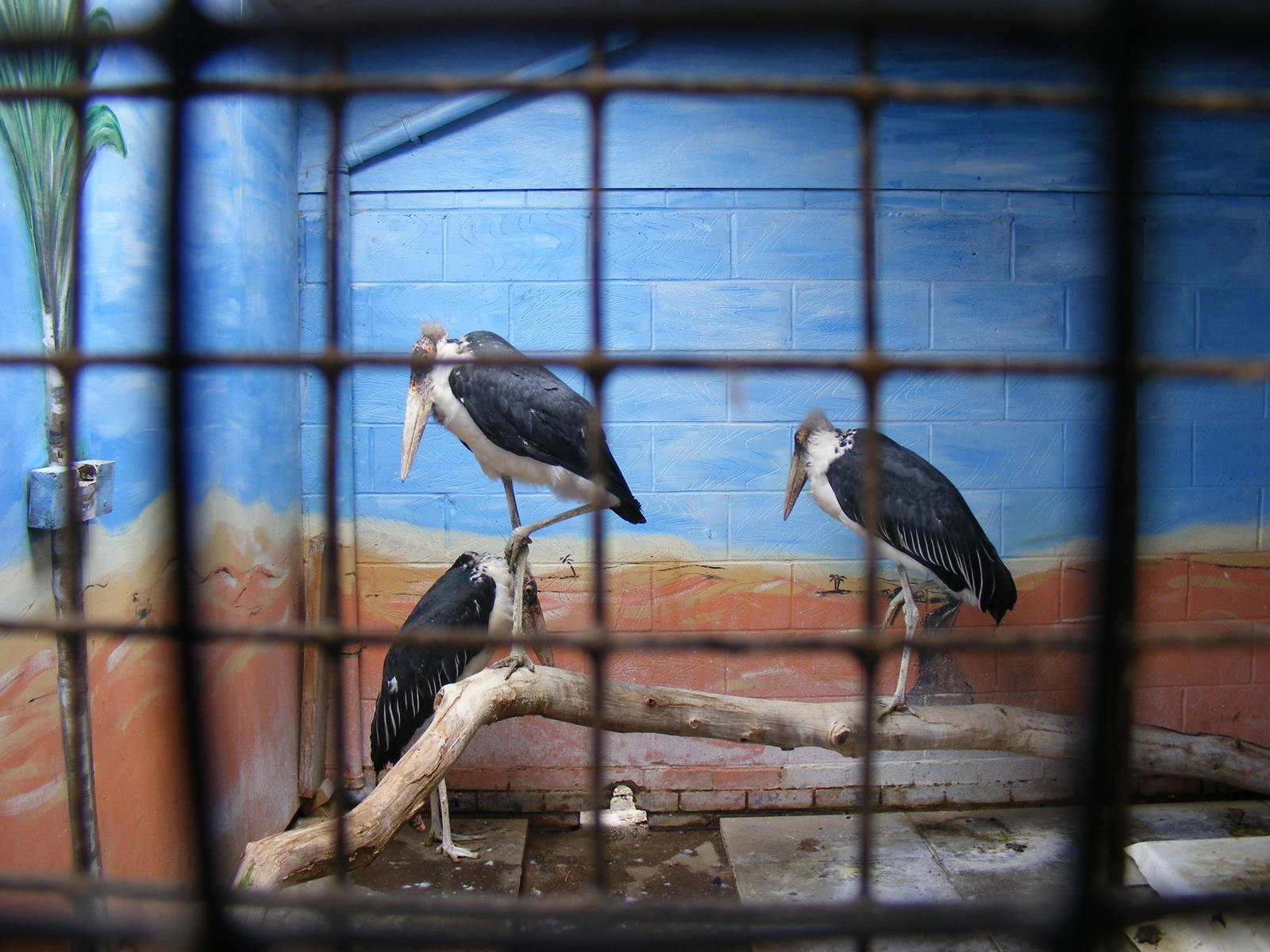 Marabou storks at Eagle Heights, 10 September 2011